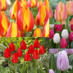 Tulip Single Early Collection (Saver Sized Bulbs)