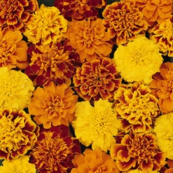 French Marigold Bonanza (Maxi Plugs) 10 French Marigold Bonanza (Maxi Plugs) -Plant Flower Store 66 French Marigold Bonanza 0014452 2 94333.1671463943