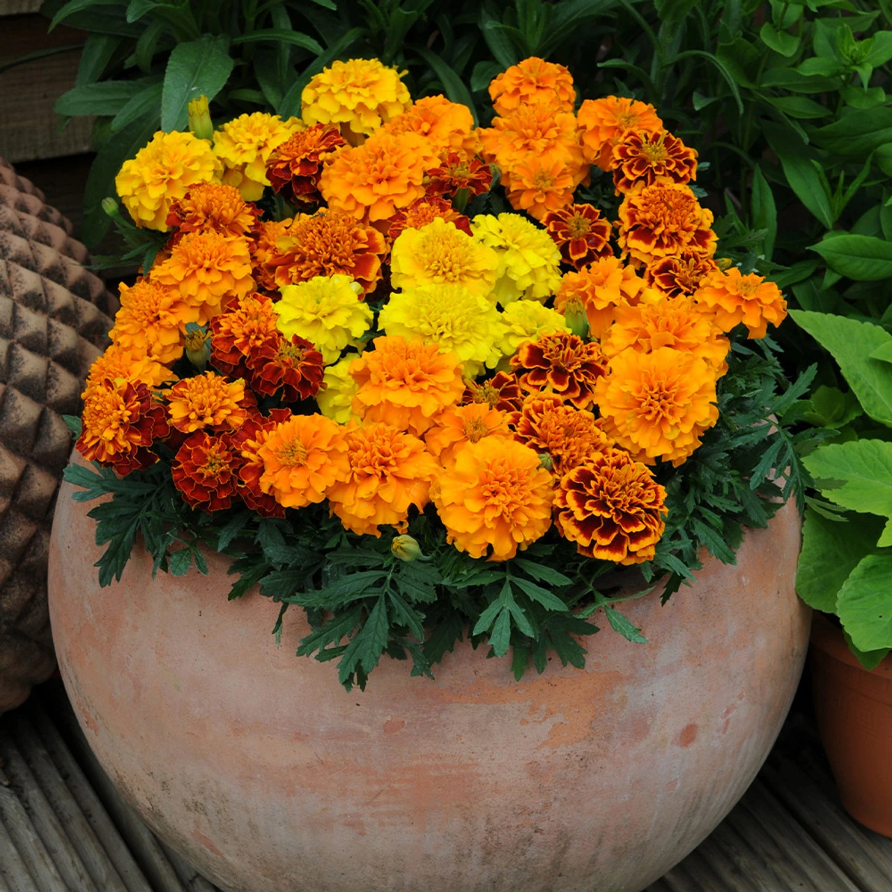 French Marigold Bonanza (Maxi Plugs) 6 French Marigold Bonanza (Maxi Plugs) - Image 4