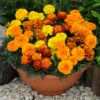 French Marigold Bonanza (Maxi Plugs)