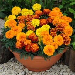 French Marigold Bonanza (Maxi Plugs)