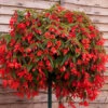 Begoinia Starshine Orange Begonia Boliviensis -Plant Flower Store 6 Begonia Starshine Orange 0013326 15776.1638355796