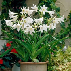 Crinum Powelli Collection -Plant Flower Store 6 Crinum Powelli Collection 1018494 3 53013.1638438057