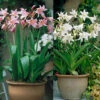 Crinum Powelli Collection 1 Crinum Powelli Collection -Plant Flower Store 6 Crinum Powelli Collection 1018494 61078.1638438057