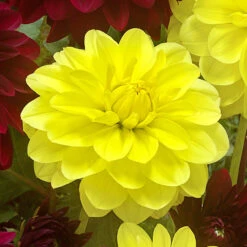 Dahlia Decorative Collection A -Plant Flower Store 6 Dahlia Decorative Collection 1015336 3 97705.1638433813