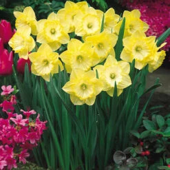 Narcissus English Grown Collection Daffodil English Grown Collection 14 Narcissus English Grown Collection Daffodil English Grown Collection -Plant Flower Store 75 English Grown Daffodil Collection 1015956 11 38101.1692018933