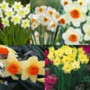Narcissus English Grown Collection Daffodil English Grown Collection -Plant Flower Store 75 English Grown Daffodil Collection 1015956 12 78844.1692018963