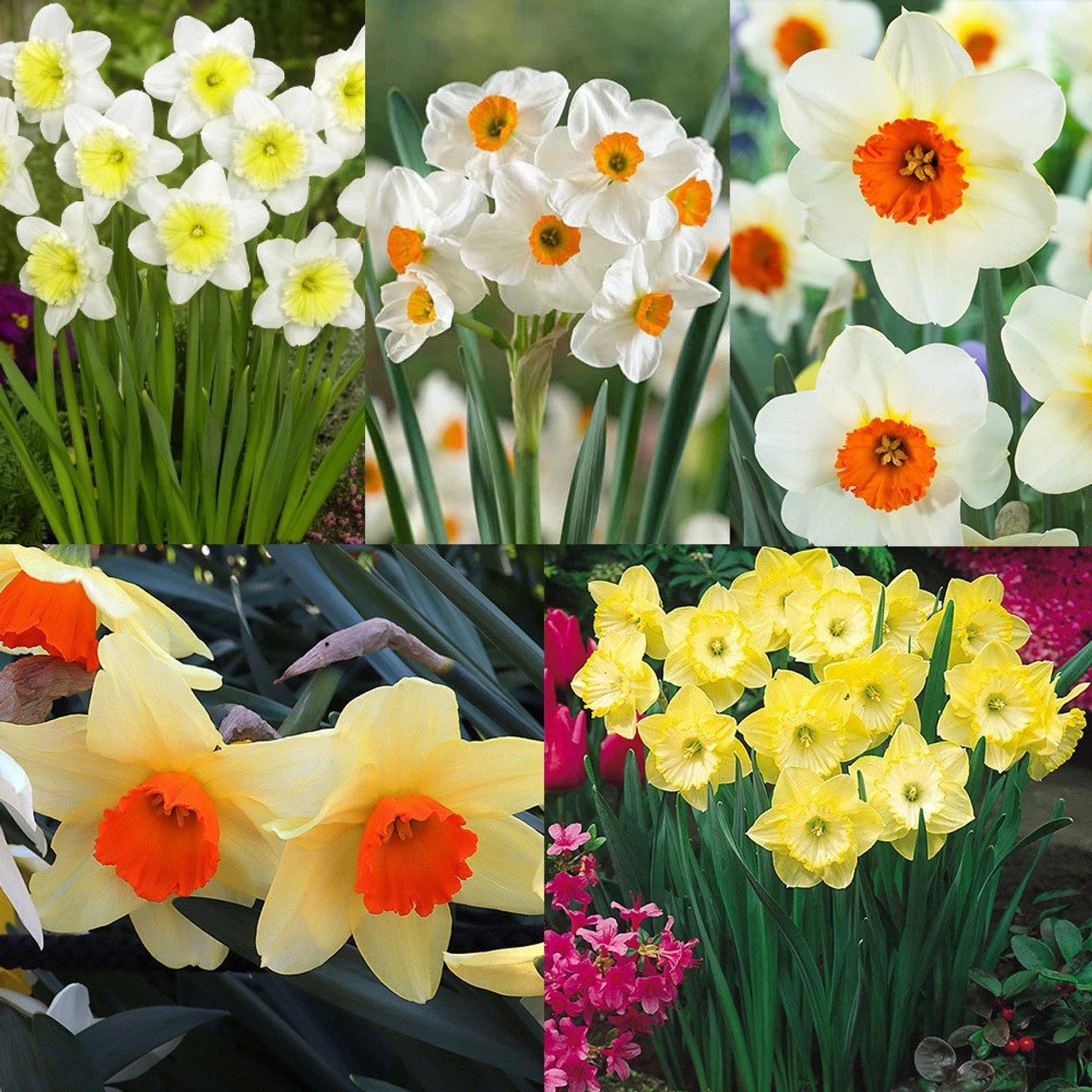 Narcissus English Grown Collection Daffodil English Grown Collection 3 Narcissus English Grown Collection Daffodil English Grown Collection