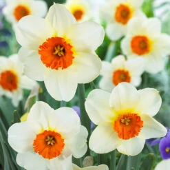 Narcissus English Grown Collection Daffodil English Grown Collection 11 Narcissus English Grown Collection Daffodil English Grown Collection -Plant Flower Store 75 English Grown Daffodil Collection 1015956 4 17958.1692018963