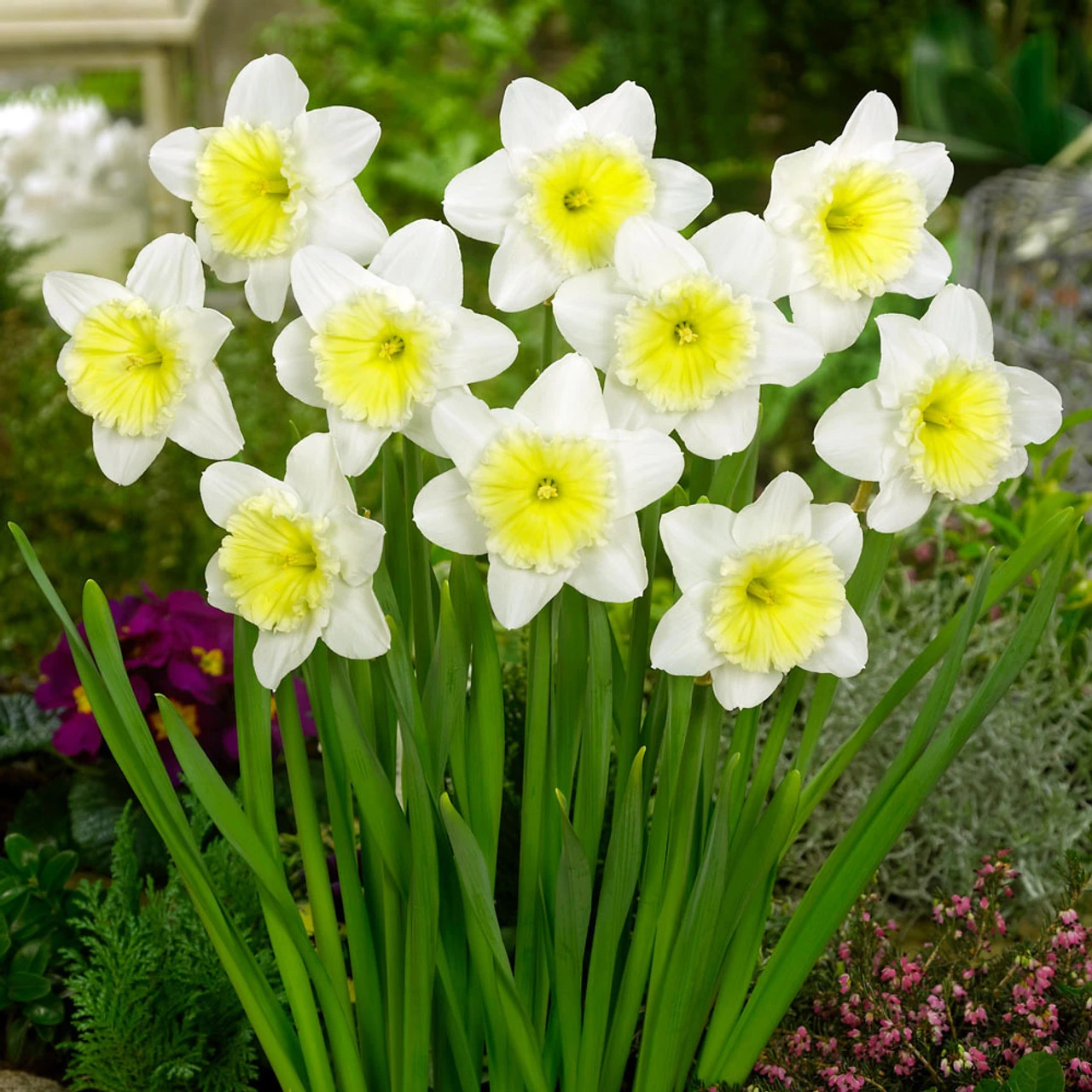 Narcissus English Grown Collection Daffodil English Grown Collection 4 Narcissus English Grown Collection Daffodil English Grown Collection - Image 2