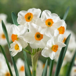 Narcissus English Grown Collection Daffodil English Grown Collection 13 Narcissus English Grown Collection Daffodil English Grown Collection -Plant Flower Store 75 English Grown Daffodil Collection 1015956 7 07651.1692018933