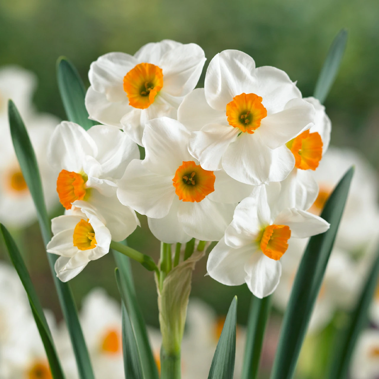Narcissus English Grown Collection Daffodil English Grown Collection 7 Narcissus English Grown Collection Daffodil English Grown Collection - Image 5