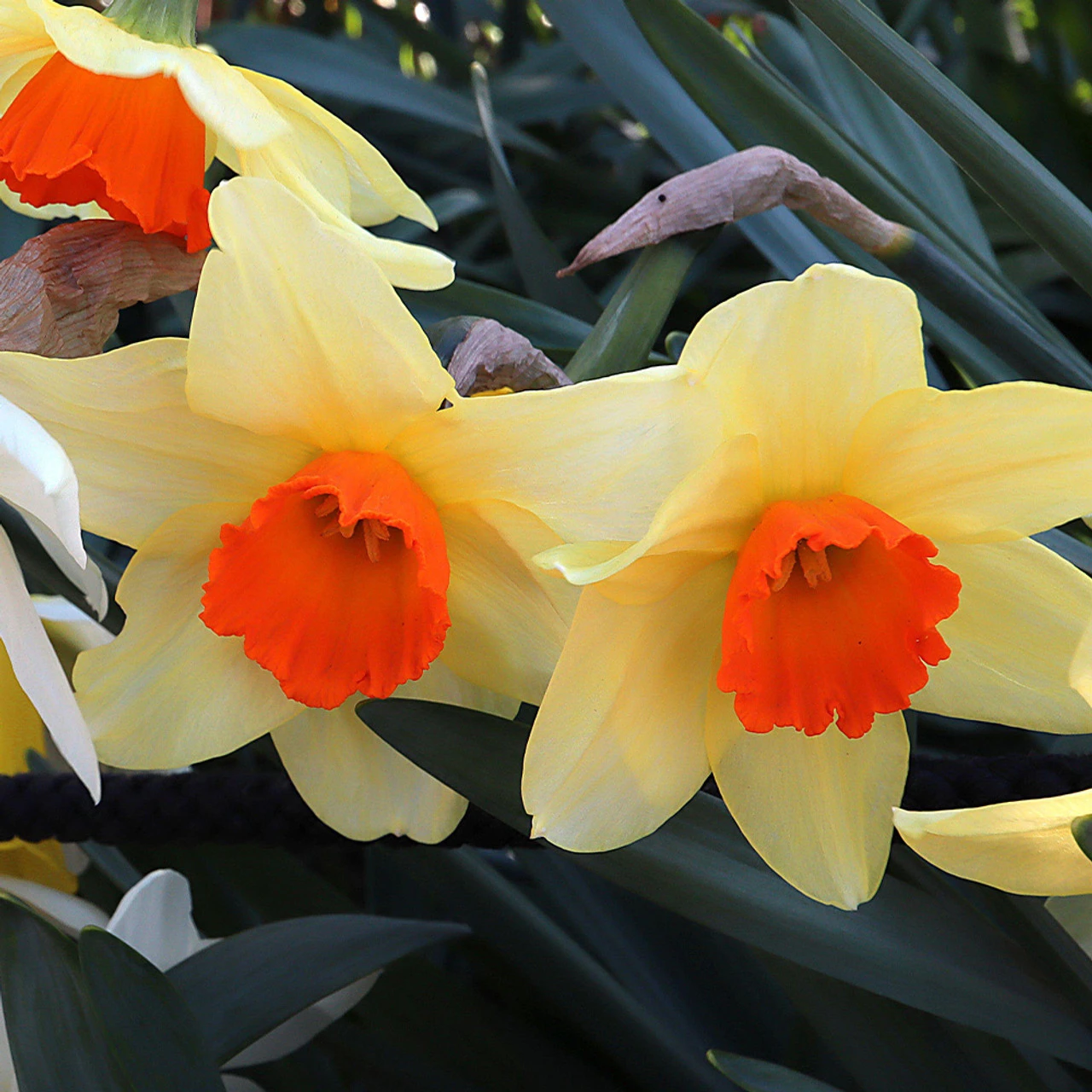 Narcissus English Grown Collection Daffodil English Grown Collection 6 Narcissus English Grown Collection Daffodil English Grown Collection - Image 4