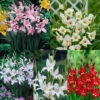 Gladioli Nanus Collection 7/8cm Sword Lily 1 Gladioli Nanus Collection 7/8cm Sword Lily -Plant Flower Store 75 Gladioli nanus Collection 1010049 1 18993.1623965867