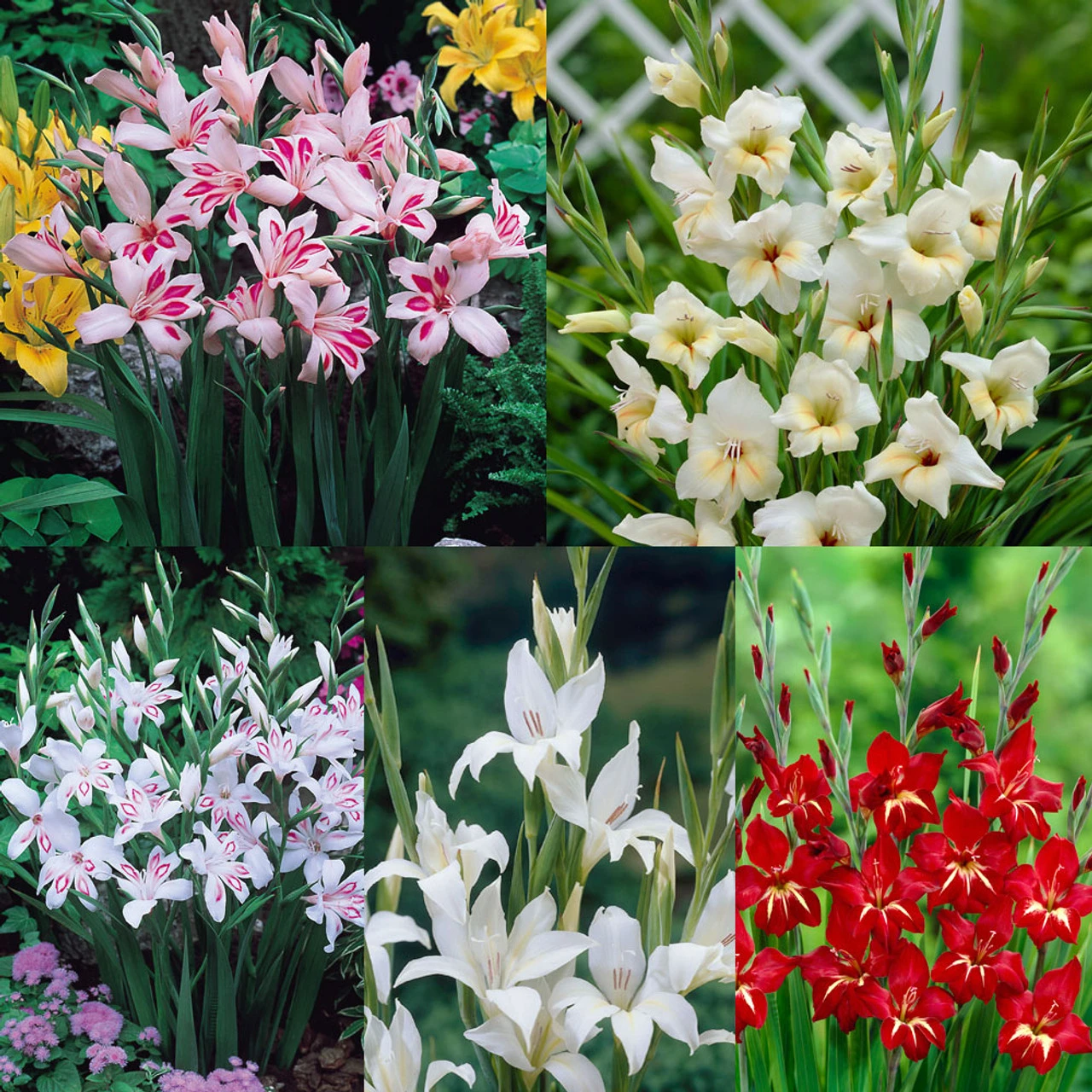 Gladioli Nanus Collection 7/8cm Sword Lily 3 Gladioli Nanus Collection 7/8cm Sword Lily