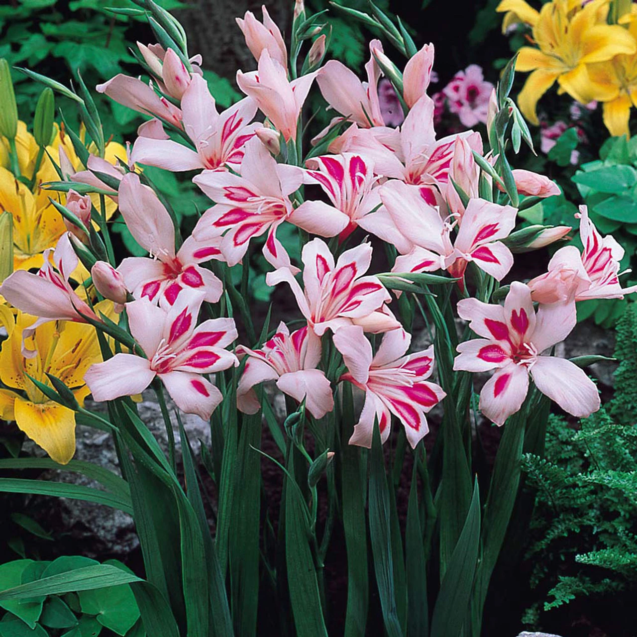 Gladioli Nanus Collection 7/8cm Sword Lily 4 Gladioli Nanus Collection 7/8cm Sword Lily - Image 2