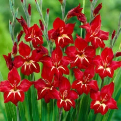 Gladioli Nanus Collection 7/8cm Sword Lily 10 Gladioli Nanus Collection 7/8cm Sword Lily -Plant Flower Store 75 Gladioli nanus Collection 1010049 3 81591.1623965868