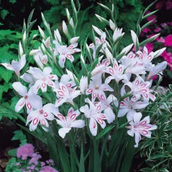 Gladioli Nanus Collection 7/8cm Sword Lily 11 Gladioli Nanus Collection 7/8cm Sword Lily -Plant Flower Store 75 Gladioli nanus Collection 1010049 4 52616.1623965868
