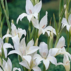 Gladioli Nanus Collection 7/8cm Sword Lily 12 Gladioli Nanus Collection 7/8cm Sword Lily -Plant Flower Store 75 Gladioli nanus Collection 1010049 5 99712.1623965868