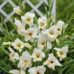 Gladioli Nanus Collection 7/8cm Sword Lily 13 Gladioli Nanus Collection 7/8cm Sword Lily -Plant Flower Store 75 Gladioli nanus Collection 1010049 6 17527.1623965869