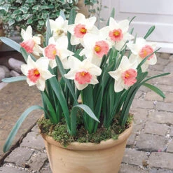 RHS AGM Narcissus Collection Daffodil -Plant Flower Store 75 RHS AGM Narcissus Collection 1022291 4 87441.1658216219