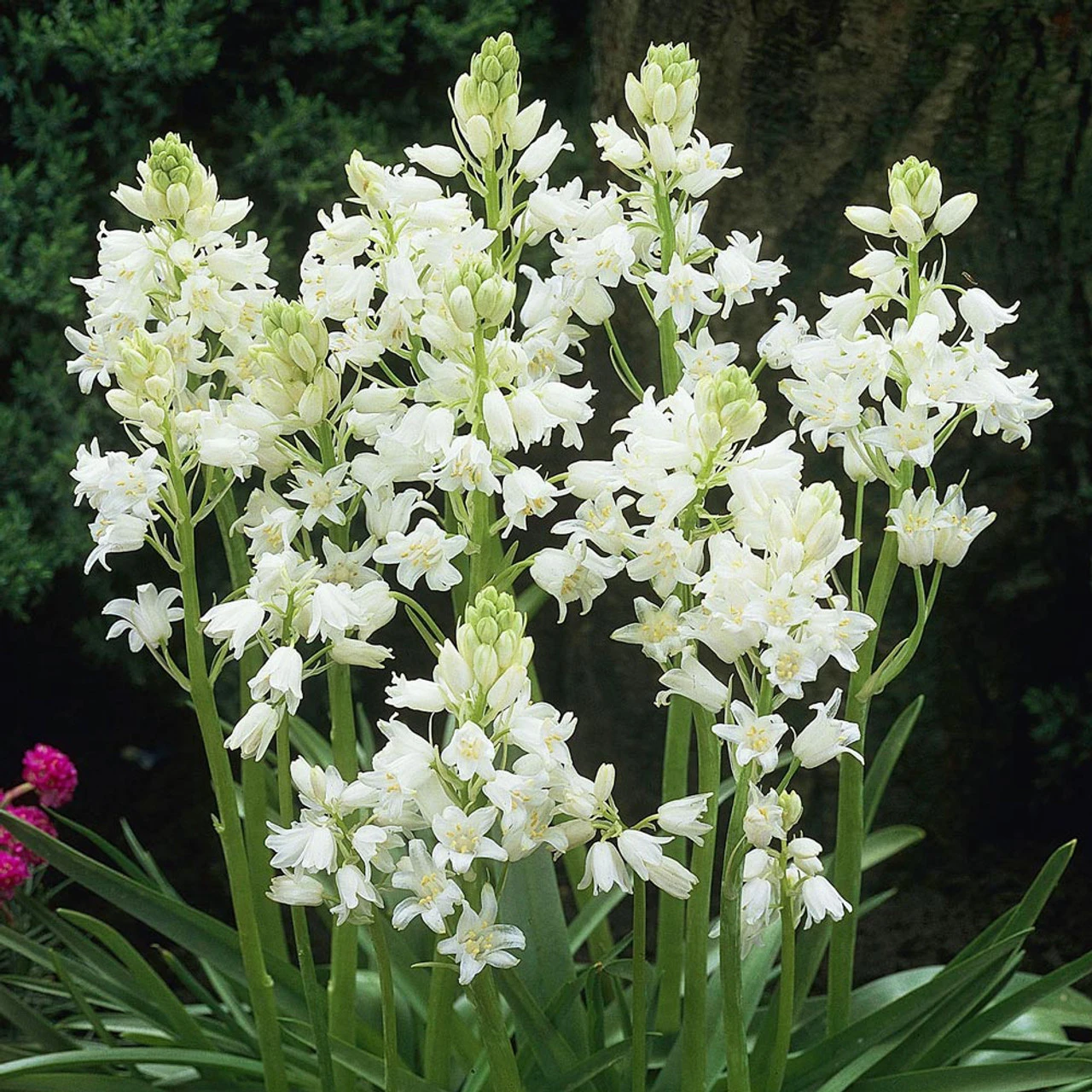 Scilla Hispanica Collection 5 Scilla Hispanica Collection - Image 3