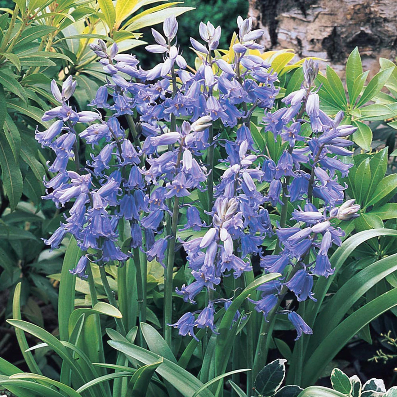 Scilla Hispanica Collection 6 Scilla Hispanica Collection - Image 4