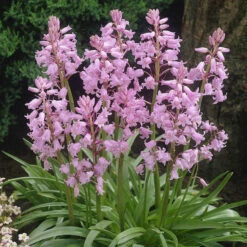 Scilla Hispanica Collection 12 Scilla Hispanica Collection -Plant Flower Store 75 Scilla Hispanica Collection 1018986 4 53655.1623965901