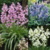 Scilla Hispanica Collection -Plant Flower Store 75 Scilla Hispanica Collection 1018986 5 78550.1624536659