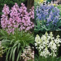 Scilla Hispanica Collection