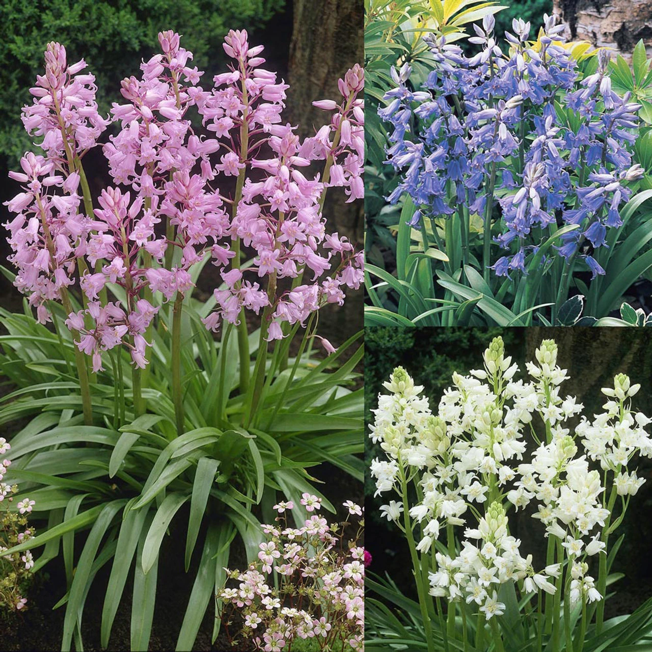 Scilla Hispanica Collection 3 Scilla Hispanica Collection