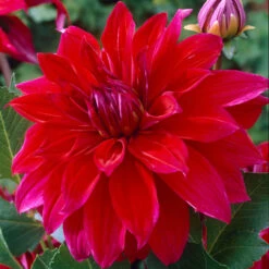 Dahlia Dinner Plate Collection (8) -Plant Flower Store 8 Dinner Plate Collection 1022346 2 99900.1674737028