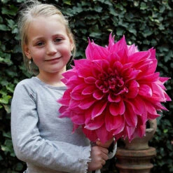 Dahlia Dinner Plate Collection (8) -Plant Flower Store 8 Dinner Plate Collection 1022346 3 94490.1674737028