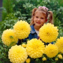 Dahlia Dinner Plate Collection (8) -Plant Flower Store 8 Dinner Plate Collection 1022346 5 12913.1674737027