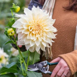 Dahlia Dinner Plate Collection (8) -Plant Flower Store 8 Dinner Plate Collection 1022346 9 63800.1674737028