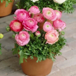 Ranunculus Tomer Collection -Plant Flower Store 90 Ranunculus Tomer Collection 1018520 3 43537.1638441312