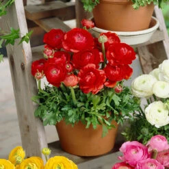 Ranunculus Tomer Collection -Plant Flower Store 90 Ranunculus Tomer Collection 1018520 4 69723.1638441312