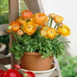 Ranunculus Tomer Collection -Plant Flower Store 90 Ranunculus Tomer Collection 1018520 5 05606.1638441312