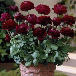 Ranunculus Tomer Collection -Plant Flower Store 90 Ranunculus Tomer Collection 1018520 6 98836.1638441312