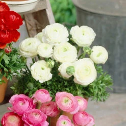 Ranunculus Tomer Collection -Plant Flower Store 90 Ranunculus Tomer Collection 1018520 7 79850.1638441312