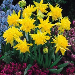 Narcissus Rockery And Patio Collection Daffodil Rockery And Patio Collection -Plant Flower Store 90 Rockery and Patio Narcissi 1015887 4 15856.1688367649