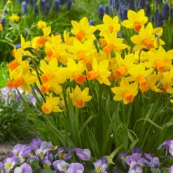 RHS AGM Dwarf/Compact Narcissus Collection Daffodil -Plant Flower Store 95 RHS AGM Dwarf Compact Narcissus Collection 1022292 4 31573.1658216273