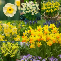 RHS AGM Dwarf/Compact Narcissus Collection Daffodil