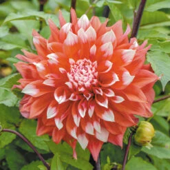 Dahlia Unusual Dinner Plate Collection -Plant Flower Store 9 Dahlia Unusual Dinner Plate Collection 1019808 2 67949.1638435213