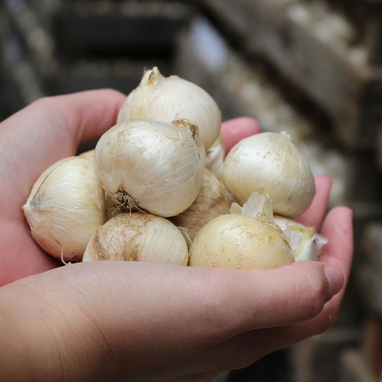 Allium Karataviense 10/12cm Ornamental Onions 4 Allium Karataviense 10/12cm Ornamental Onions - Image 2