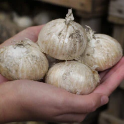 Allium Stipitatum 18cm+ Ornamental Onions -Plant Flower Store Allium 18cm 83025.1655205753