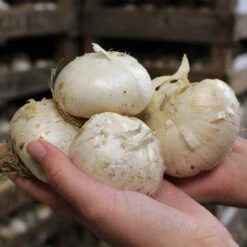 Allium Pinball Wizard 20cm+ Ornamental Onions -Plant Flower Store Allium 20cm 79387.1628593443