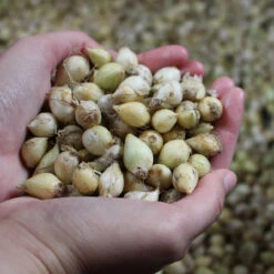 Allium Sphaerocephalon 5cm+ Ornamental Onions 7 Allium Sphaerocephalon 5cm+ Ornamental Onions -Plant Flower Store Allium 5cm 49244.1638541680