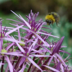 Allium Christophii Albopilosum 10/12cm Ornamental Onions -Plant Flower Store Allium Albopilosum 0000418 2 25469.1639995472