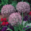 Allium Christophii Albopilosum 10/12cm Ornamental Onions -Plant Flower Store Allium Albopilosum 0000418 82695.1639995471